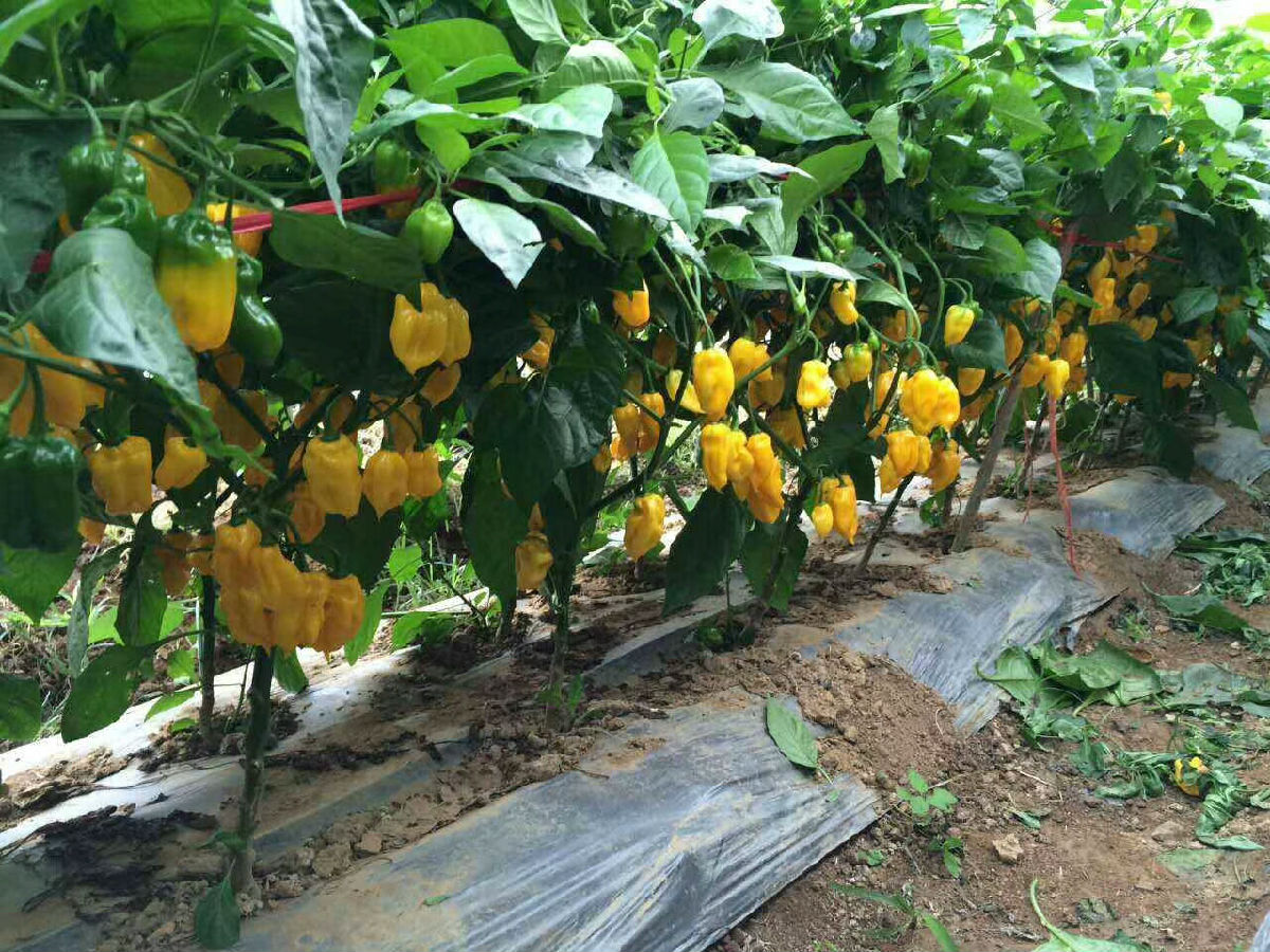 味之源2.jpg 神马影院